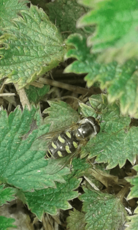Syrphidae : Eupeodes luniger? Sì, m & f